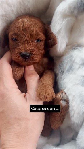 Kirsten | Pacific North West Cavapoo’s LLC | training tips on Instagram: "It’s true… Cavapoos are one of a kind. There’s truly nothing like them — especially when they’re raised here at Pacific Northwest Cavapoo’s. 🧸✨ Fully crate-trained ✔️ Potty-training already started ✔️ A full personality test before placement ✔️ Handled daily by my kids ✔️ Health is ALWAYS #1 ✔️ …and don’t even ask me about everything else we do — the list would be way too long! 😂🐾 Follow & save for later if you love pup