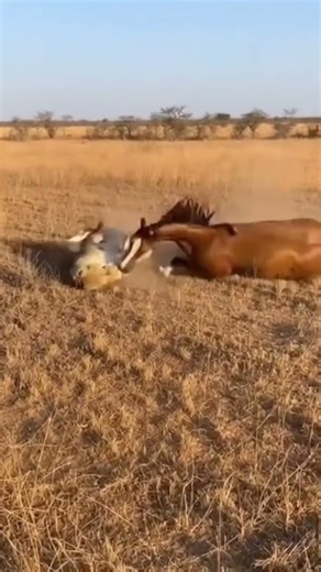 Crazy and funny animals クレイジーで面白い動物