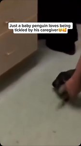 50K views · 4.9K reactions | The bond between a baby penguin and its...