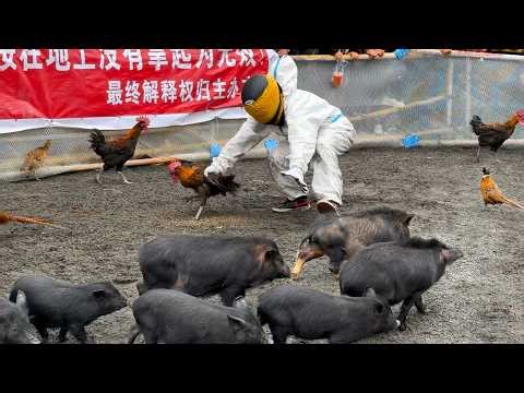 Spring Market in Chengdu, Sichuan, China: Bustling Street Food, Fun Animal Games & Folk Crafts
