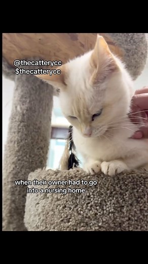 3.5K views · 115 reactions | 醴49 tooth extractions between these two girls! These extractions didn’t just pull teeth… they pulled funds right out of our bank account! But it was worth every penny to give our kitties a pain-free life. Your $2 today helps us keep doing that—one tiny mouth at a time. #catdentalcare #toothextraction #2dollartuesday #helpcats #vetbills #thecatterycc | The Cattery Cat Shelter | Facebook