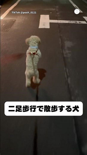 ずっと二足歩行でお散歩する犬 #犬 #いぬ #犬のいる暮らし #犬のいる生活 #散歩