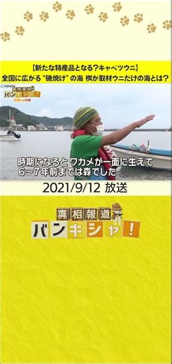 【新たな特産品となる？キャベツウニ】全国に広がる“磯焼け”の海 桝が取材ウニだけの海とは？