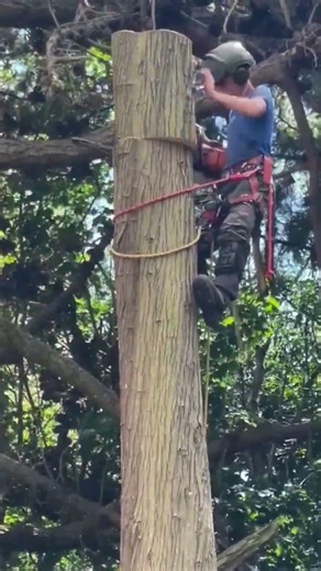 Industrial Tree Felling with Chain Saw