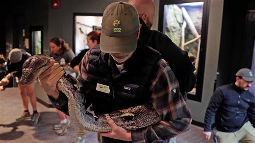 Dolly, Zoo Knoxville’s large reticulated python, prepares for first weigh-in in years