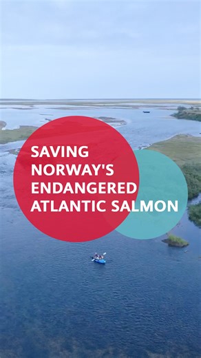How is AI helping save Norway’s endangered Atlantic salmon? Watch to learn how #Huawei & Berlevag JFF’s filtering system provides an identification accuracy of 99% and helps cut manual labor requirements by 90%! Learn more: https://tinyurl.com/3yyeyur3 #WinWin #TECH4ALL #TechExpress | Huawei