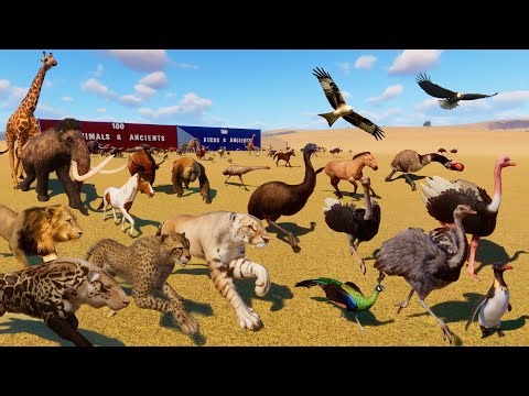 Epic Animals Race Compilations in Planet Zoo All Episodes, Included Noah's ark Live Stream #3