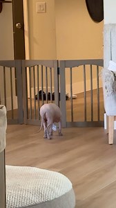 337K views · 7.4K reactions | Dobby is now a free elf 罹 | Noodybums | Facebook