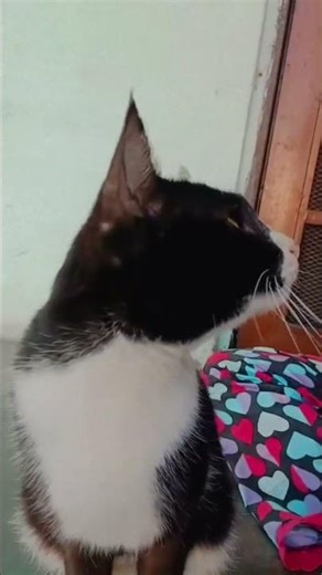 #my cute mii chan & kiti😻