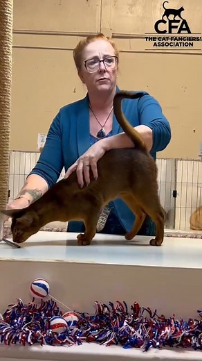 Come To The Columbus Fun-tastic Cat Show! #columbus #columbusohio #ohiostate #lifeincbus #daytonohio #onlyincbus | CFA Cat Shows