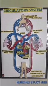 biology working model 🌟 Circulatory system #health #shortsfeed #ytshort