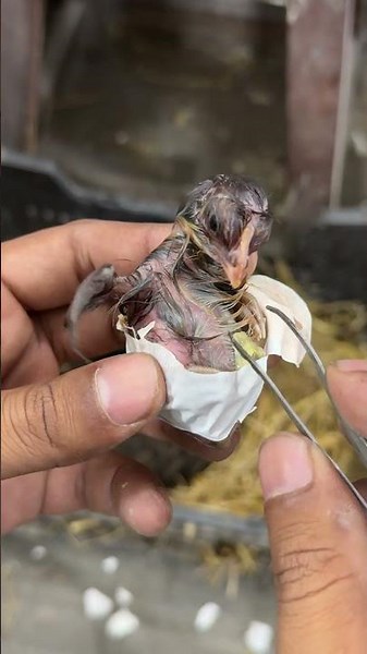 Chick was near to die - hard shell need help