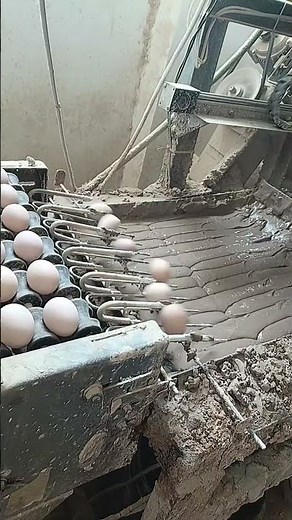 High-Speed Automated Egg Collection and Elevator System in Modern Poultry Farming