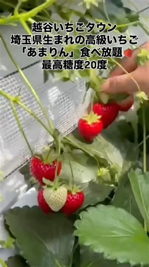 越谷いちごタウン いちご狩り 埼玉県産高級ブランドいちご「あまりん」食べ放題