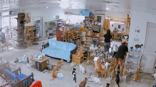 5.6K views · 285 reactions | A Day at The Cat House – Why Your...