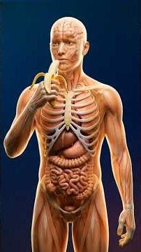 Explore the Human Body in 3D | BrainUp Visuals” banana🍌#HumanBody3D#life
