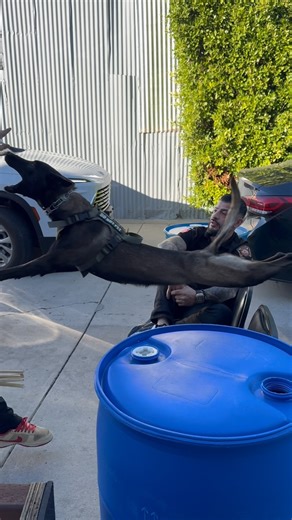 When loyalty becomes a weapon — protection becomes art. | Delta K9 Academy