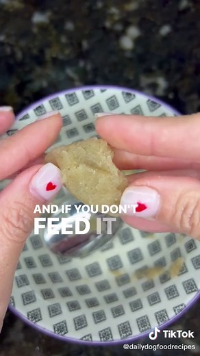 Daily Dog Food Recipes on TikTok