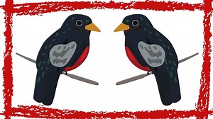 Elegant Trogon (Trogon Elegans) Video Elegant Trogon Sound Elegant Trogon Call