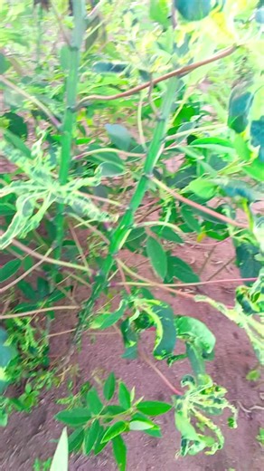 ⭐GEOFFREYKINGDANCER (@geoffreykingdancer)’s videos with original sound - ~Dance-with-Peejay~🇰🇪