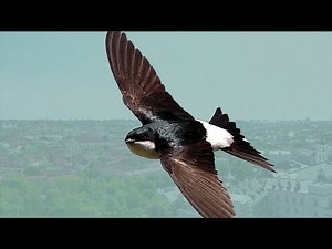 Smile - Kregždutė