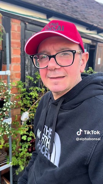 alphabonsai on TikTok