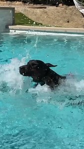 Joel Beckman on Instagram: "Duke’s first “swim lesson”. Show them where to get out over and over again while never letting them rehearse trying to get out at any other spot. Use any and all help, like leashes, treats, following, then slowing fade out the help while putting them in different parts of the pool."