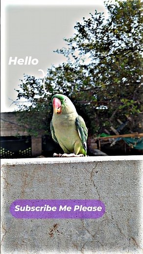 Hello parrot tricks you can teach your bird easily #parrottraining #petbirds #birdstrike #shorts
