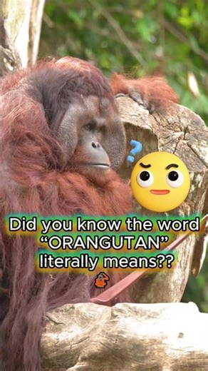 Did you know “orangutan” means? 🦧