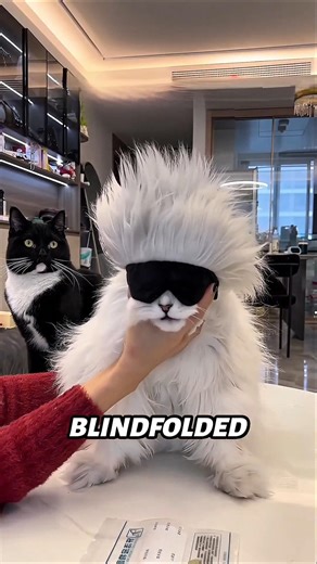 This Owner Found a Genius Way to Give Cats Medicine😭🐱#shorts