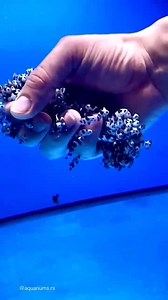 1.5M views · 10K reactions | These tiny clownfish are too cute to handle!  So small, yet full of personality. Big thanks to @akvaryum.bilgi.paylasim for sharing this adorable sight! ✨ #TinyClownfish #ClownfishCuties #AquariumLife #UnderwaterCharm #AkvaryumBilgiPaylasim #FishOfInstagram | LiveAquaria.com | Facebook
