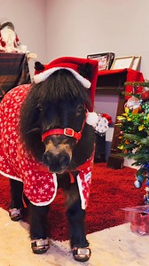 6.6K views · 718 reactions | Patrick had a great time at Netherton Christmas Tree’s. #christmastree #Christmas #FestiveVibes #FestiveSeason #villagelife #FestiveVibes | The Adventures Of Patrick The Pony | Facebook