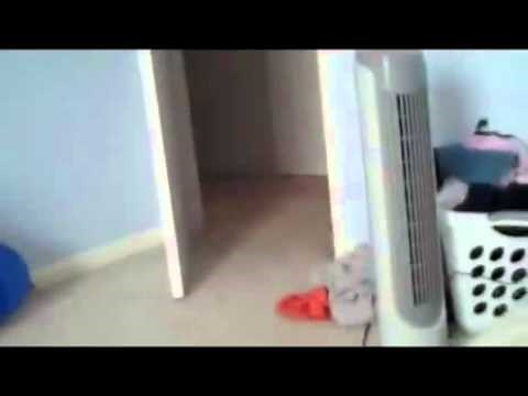 Scared Cat Jumps High