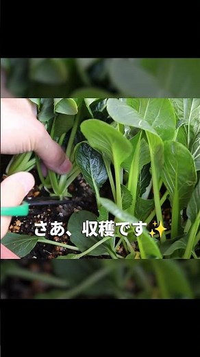 Growing komatsuna in a planter for harvest in about 40 days | #homegarden #plantergrowing #balcon...