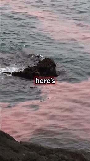 What Causes Red Tide? 🌊 The Science Behind This Phenomenon