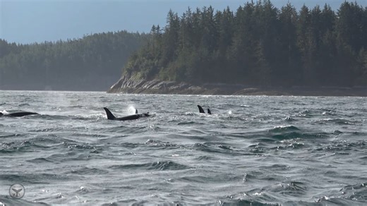 Very, very choppy waters.... Northern Resident Orcas, August 2019 #WildlifeAdventuresNEVI #northernresidents #orca #orcas | Wildlife Adventures, North East Vancouver Island