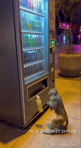 You WON'T Believe How This Monkey Buys a Juice! 🍹