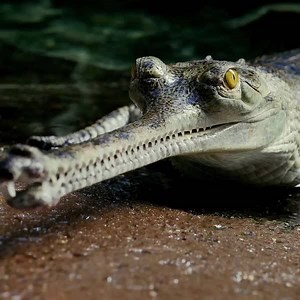 2M views · 3.2K reactions | Trained crocodilians? Remarkable before and after at the Bronx Zoo with these very food motivated gharials. | Animal Planet | Facebook