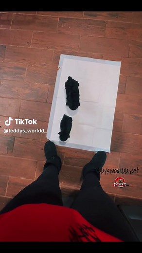 Teacup Vs Toy Size Poodle 😍🥰 #Toypoodle #Teacuppoodle #Teddysworldd #poodlesoftiktok #poodlesofinstagram #NotAvailable