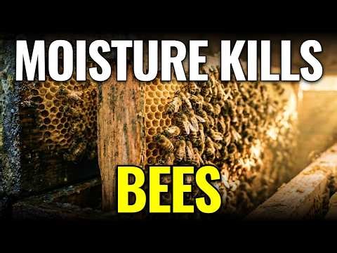 The Silent Bee Killer: Why Moisture Kills Faster Than Cold