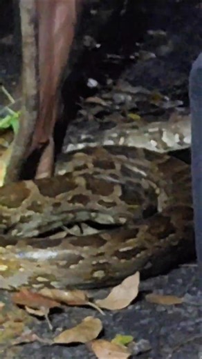 🐍 8-Foot Python Found in Residential Area! Forest Department Rescues Snake at Sirumugai Rayon Nagar