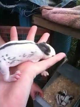 Bunnies - Baby English Spot Rabbits