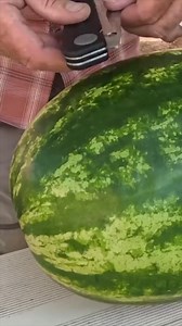 Best Camp Cooking Folding Knife Out There. I’ve Really Loved It! | Firebox Stove