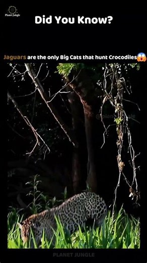 Jaguar the Only Big Cat That Hunts Crocodiles! 🐆🐊 #jaguar #wildlife #animalfacts #planetjungle