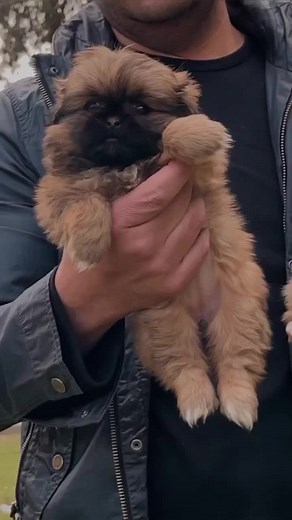 ‏Cute Pekingese puppies 🥰 . #cute