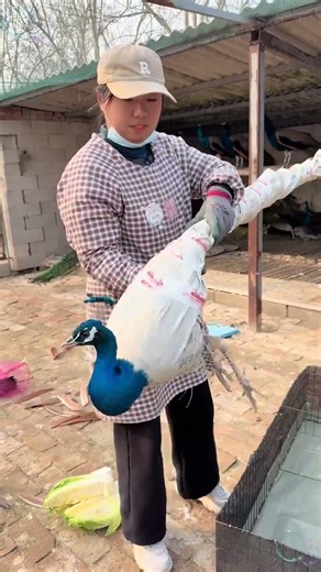 Discover the Magic of Peacock Aquaculture - Unique Farming Techniques Revealed