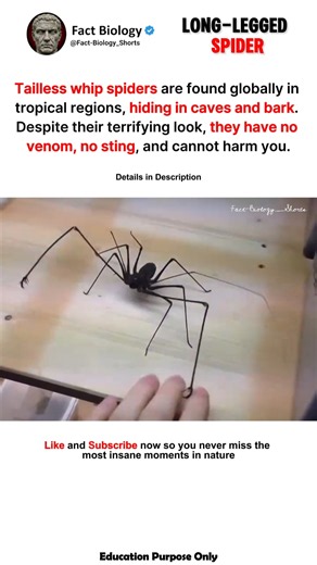 Tailless Whip Spiders Are Considered the Most Terrifying But Harmless Arachnids! 🕷️ #spider