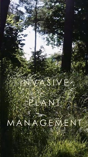 🌿 A Thoughtful Approach to Invasive Plant Management 🌿