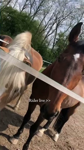 #horse #equestrian #reiten #pferd #springreiten #springen #showjumping