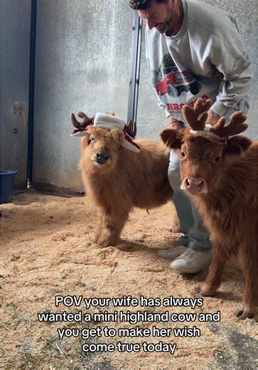 Best Christmas ever!😭😭 #highlandcow #minifarm #surprise #surprisegift